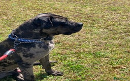 Mixed Breed dogs for sale: Cane corso x  - Advert 9