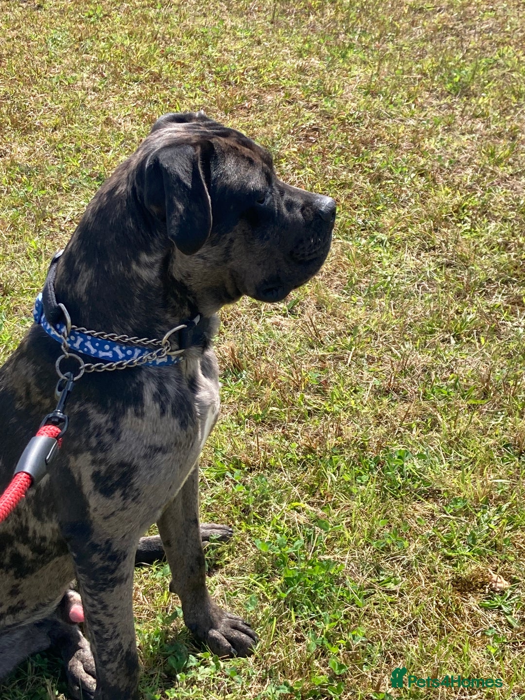 Mixed Breed dogs for sale: Cane corso x  - Advert 9