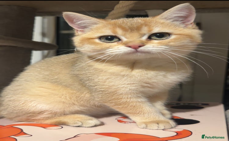 British Shorthair cats 🐾 British Shorthair Kittens — TICA Registered 🐾 - Advert 2