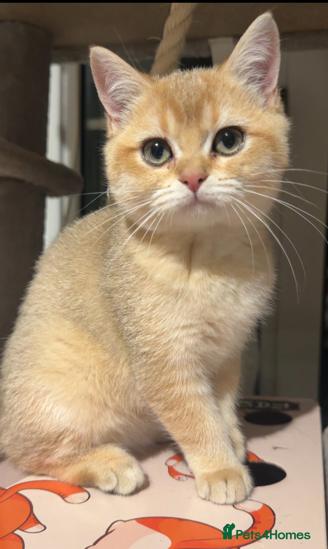 British Shorthair cats for sale: 🐾 British Shorthair Kittens — TICA Registered 🐾 - Advert 1