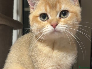 British Shorthair cats 🐾 British Shorthair Kittens — TICA Registered 🐾 - Advert 5