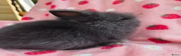 Lionhead rabbits for sale: Fluffy Teddy lion head x Angora ☆8weeks ready now - Advert 19