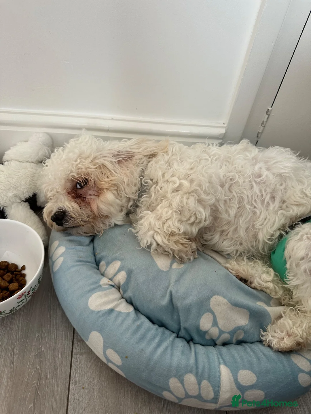 Mixed Breed dogs for sale: Bichon Frise Female  in Edgware - Advert 5