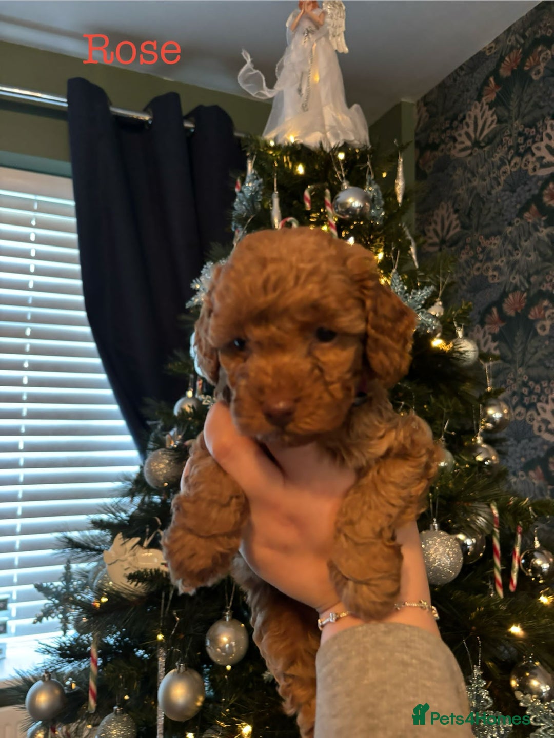 Cockapoo dogs for sale: Beautiful Cockapoo Puppies - Advert 13
