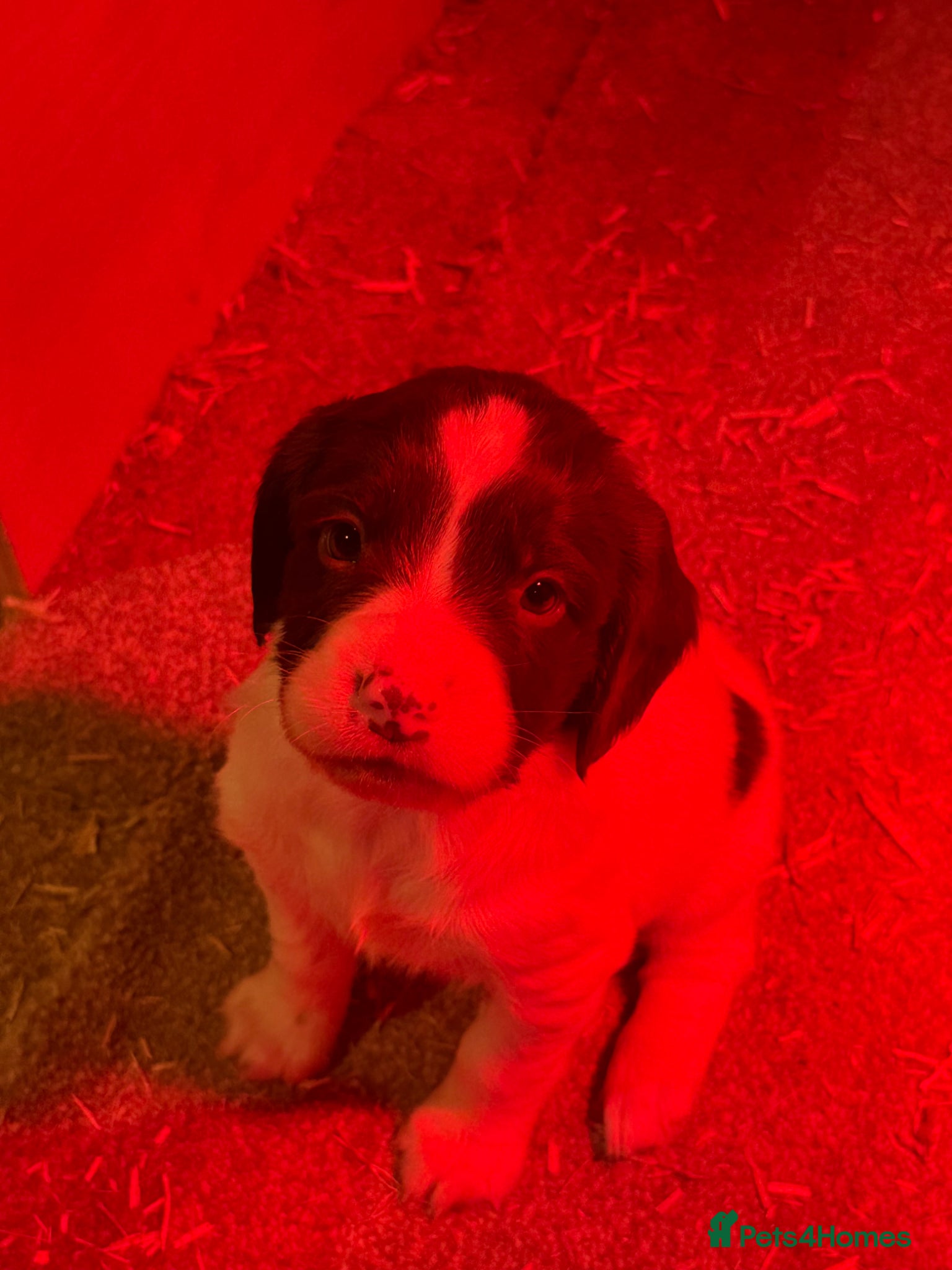 English Springer Spaniel dogs KC Registered English Springer Spaniel Bitch - Advert 14