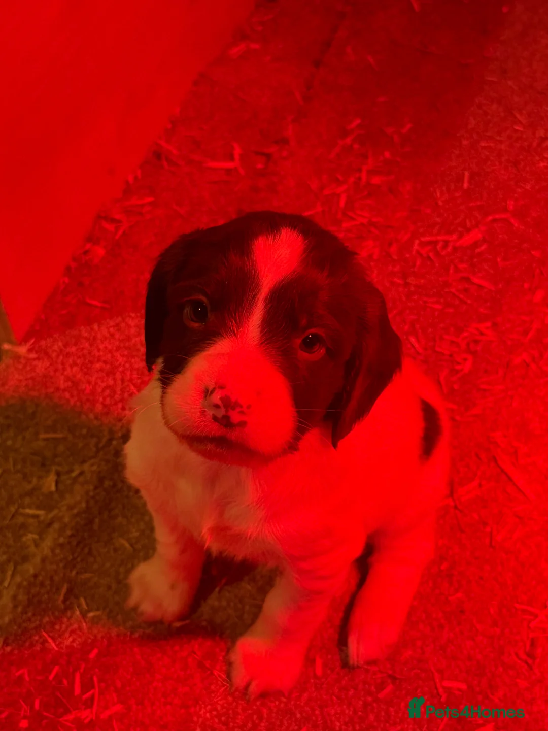 English Springer Spaniel dogs for sale: KC Registered English Springer Spaniel Bitch - Advert 1