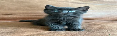 Maine Coon Kitten 3
