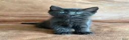 Maine Coon cats for sale: 1/2 Maine Coon Tabby, Grey Tabby and Black Kittens - Advert 5