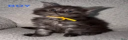 Maine Coon cats for sale: 🐾BEAUTIFUL MAINECOON KITTENS😻 3 BOYS & 2 GIRLS🐾 - Advert 5