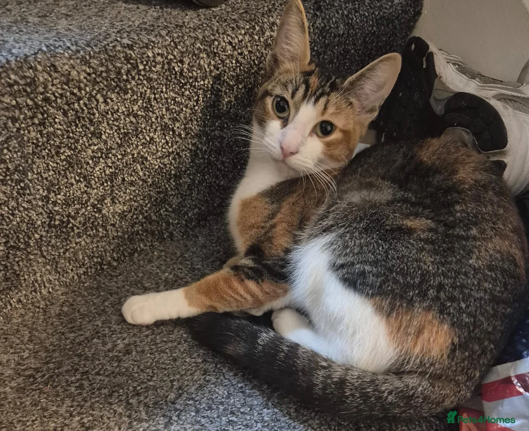 Mixed Breed cats for sale: 2 female tabby cats need a loving home asap in London - Advert 1