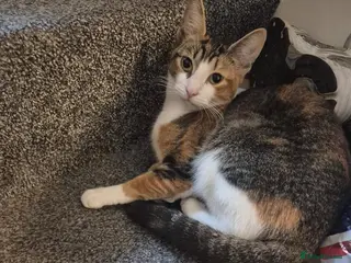 Mixed Breed cats 2 female tabby cats need a loving home asap - Advert 2