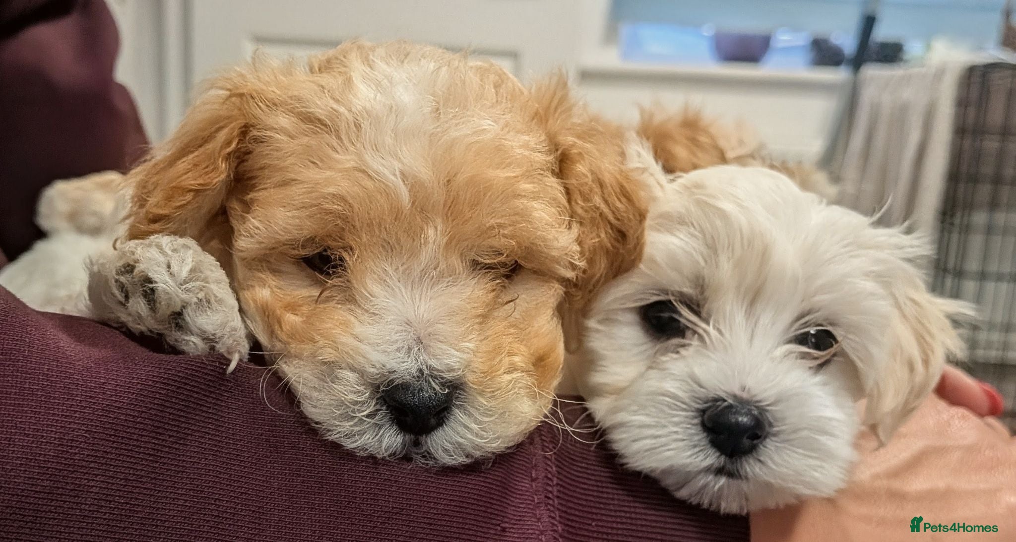 Maltipoo dogs Tiny Maltipoo F2😍 - Advert 4