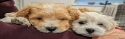 Maltipoo dogs for sale: Tiny Maltipoo, NEW PRICE 😍🐕🐕🥰 - Advert 2