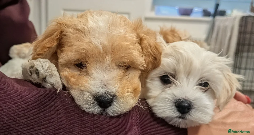Maltipoo dogs for sale: Tiny Maltipoo, NEW PRICE 😍🐕🐕🥰 - Advert 2