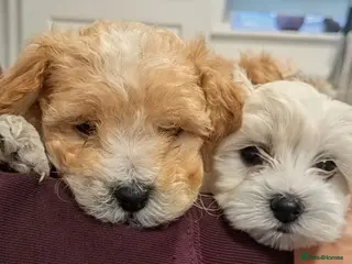 Maltipoo dogs Tiny Maltipoo 😍🐕🐕🥰 - Advert 16