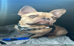 French Bulldog dogs for sale: Beautiful cream boy for re home 🩵 - Image 5