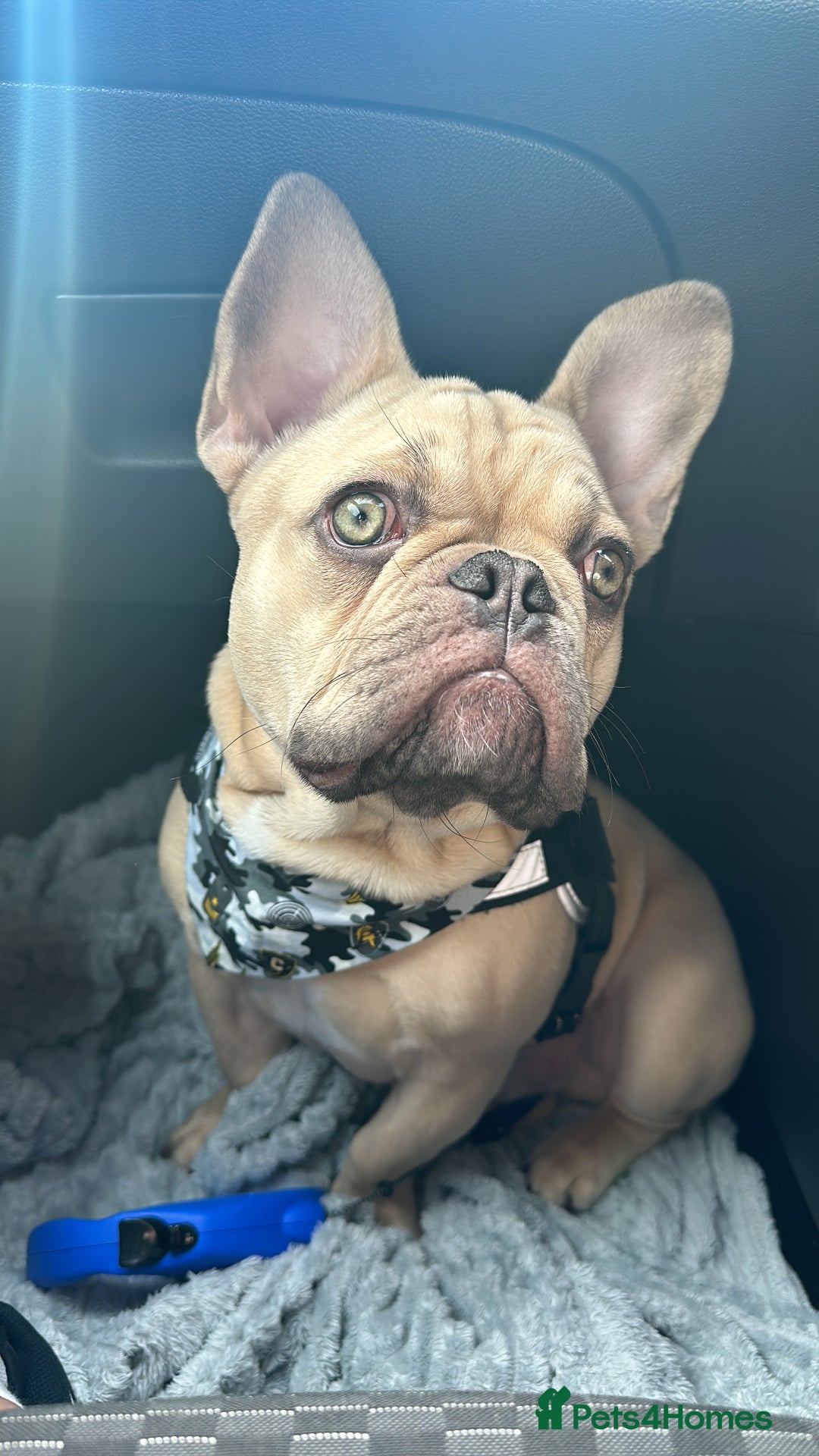 French Bulldog dogs for sale: Beautiful cream boy for re home 🩵 - Image 5