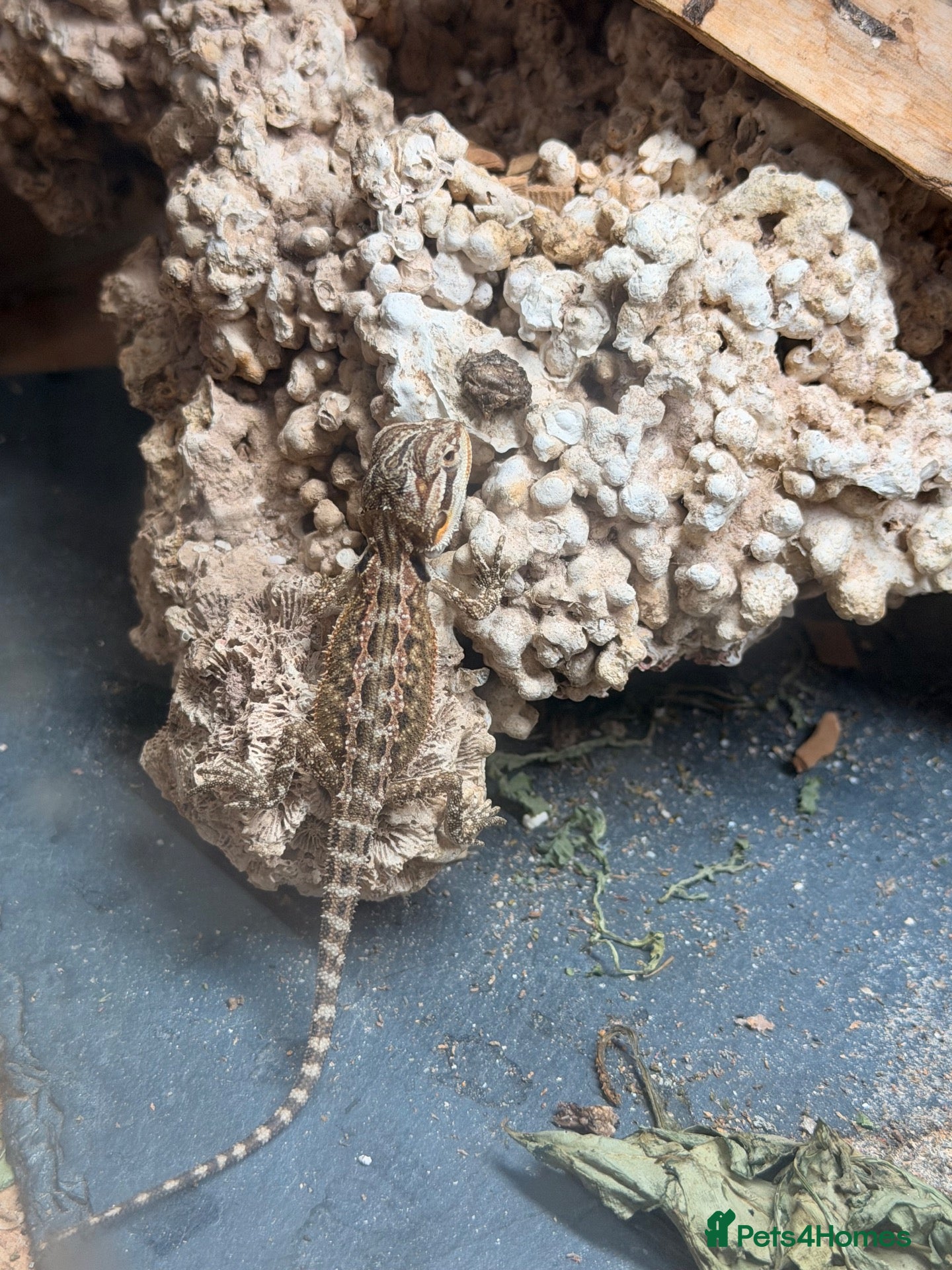 Bearded Dragon reptiles Baby Bearded Dragons - Advert 1