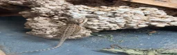 Bearded Dragon reptiles for sale: Baby Bearded Dragons - Advert 1