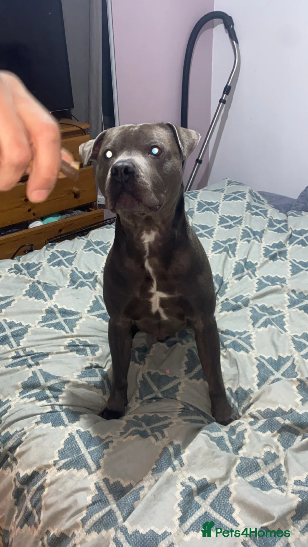 Staffordshire Bull Terrier dogs for sale: Male staff - Advert 1