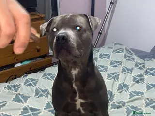 Staffordshire Bull Terrier dogs Male staff - Advert 1