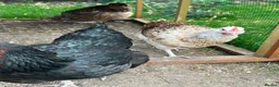Chickens poultry for sale: Hybrid Hens - Advert 7
