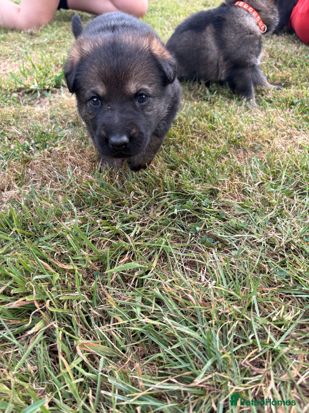 German Shepherd dogs for sale: Vonlisand M-litter - Image 6