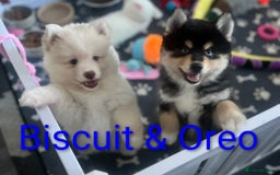Pomsky dogs for sale: Heavenly Pomskies Puppies  - Image 3