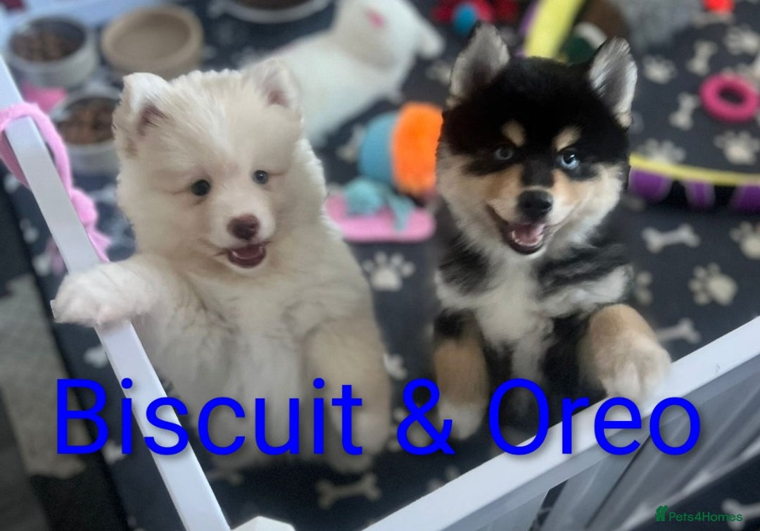 Pomsky dogs for sale: Heavenly Pomskies Puppies  - Image 3