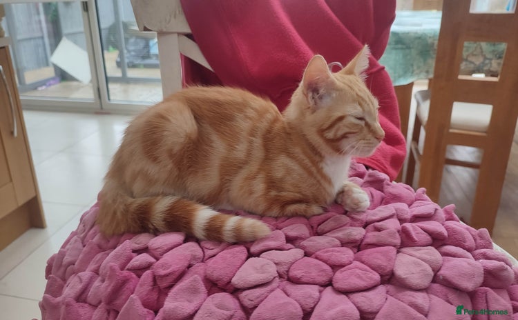 British Shorthair cats in Great Missenden - Advert 2