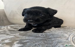 Miniature Schnauzer dogs for sale: Adorable Miniature Schnauzer Puppies KC Reg - Image 9