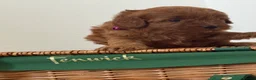 Cavapoo dogs for sale: Luxury cavapoos - Advert 19