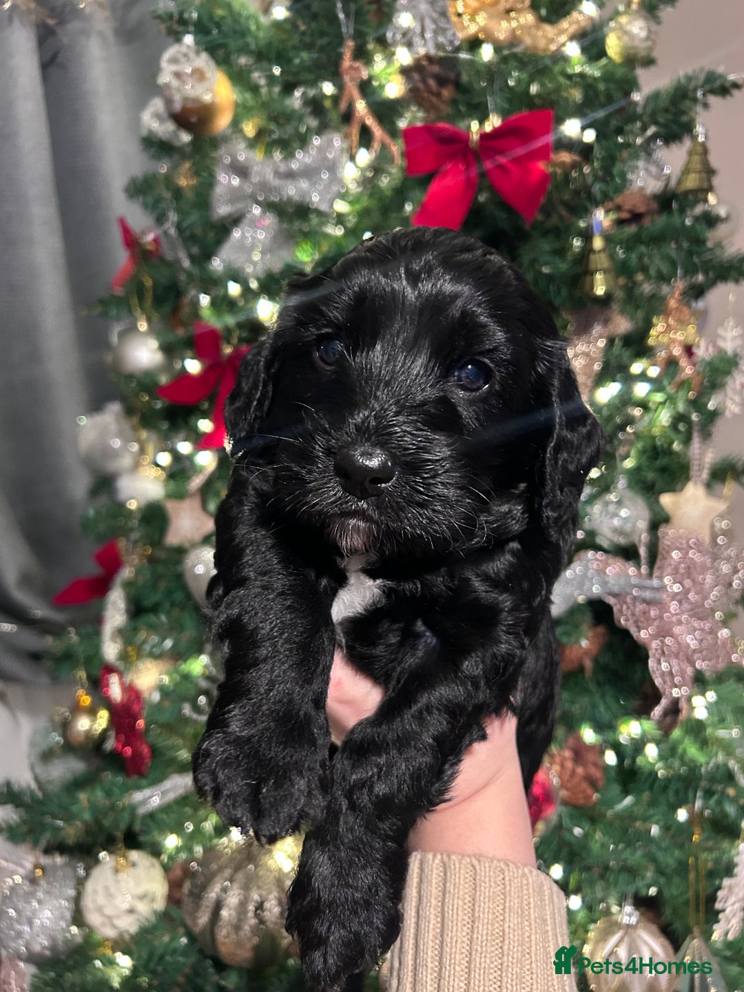 Cockapoo dogs for sale: Beautiful Cockapoo Puppies - Advert 8