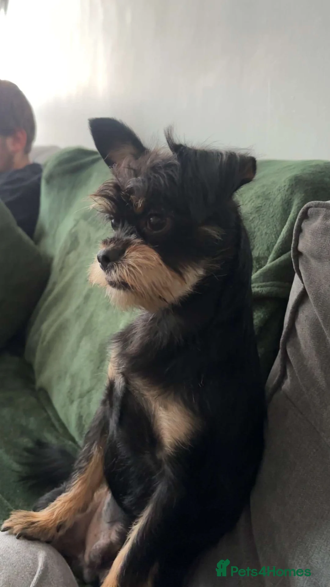 Chorkie dogs for stud: Male chorkie for stud - Advert 7