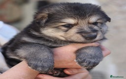 German Shepherd dogs for sale: Adorable GSD pups, straight back line, KC reg - Image 6