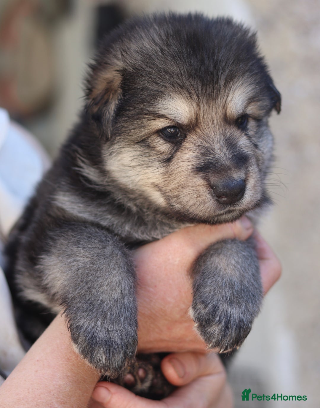 German Shepherd dogs for sale: Adorable GSD pups, straight back line, KC reg - Image 6