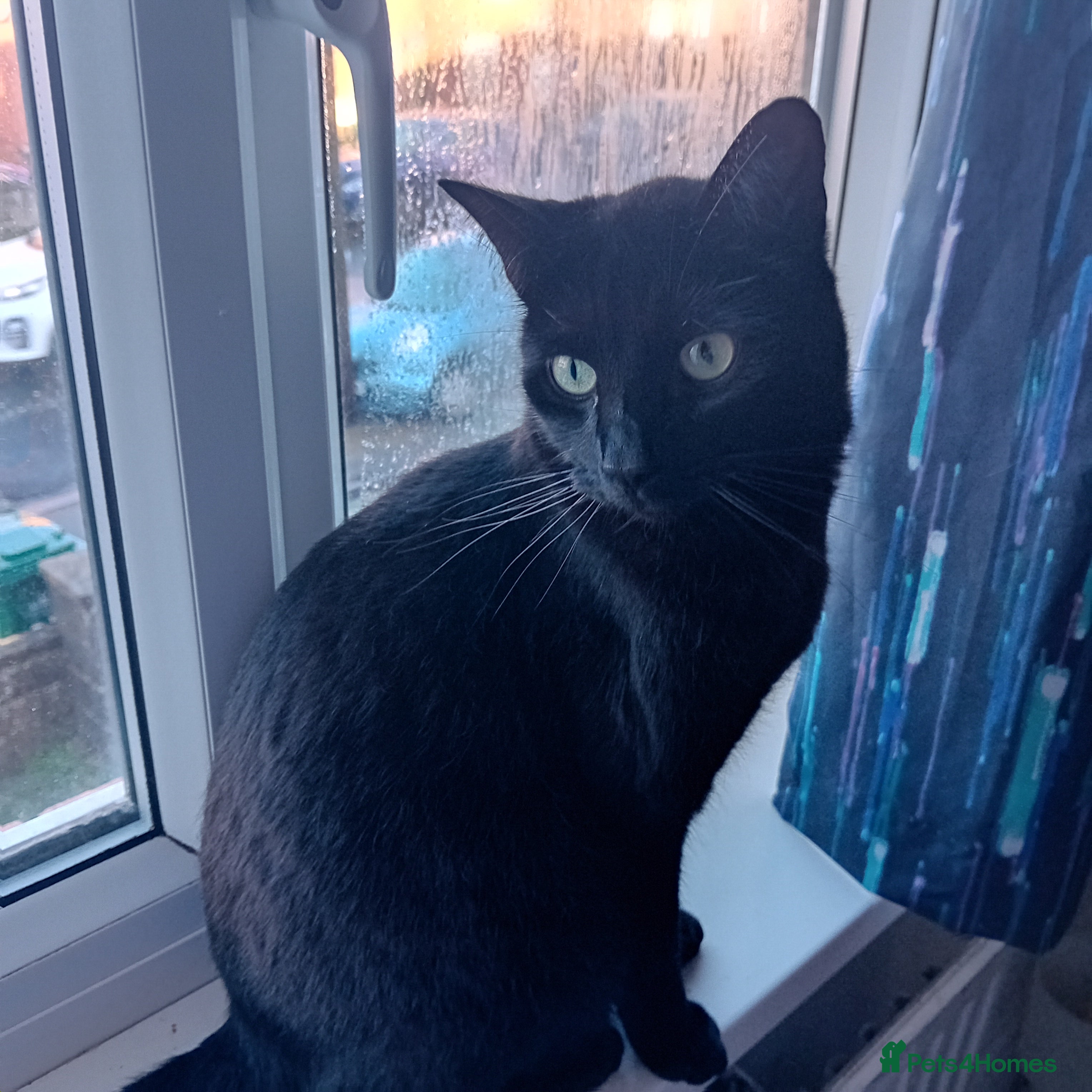 Mixed Breed cats Very friendly and affectionate, part Russian blue in Hove - Advert 2