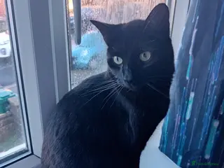 Mixed Breed cats Very friendly and affectionate, part Russian blue in Hove - Advert 7