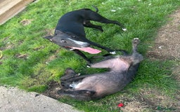 Whippet dogs for sale: Toby , 6 month old whippet  - Image 2