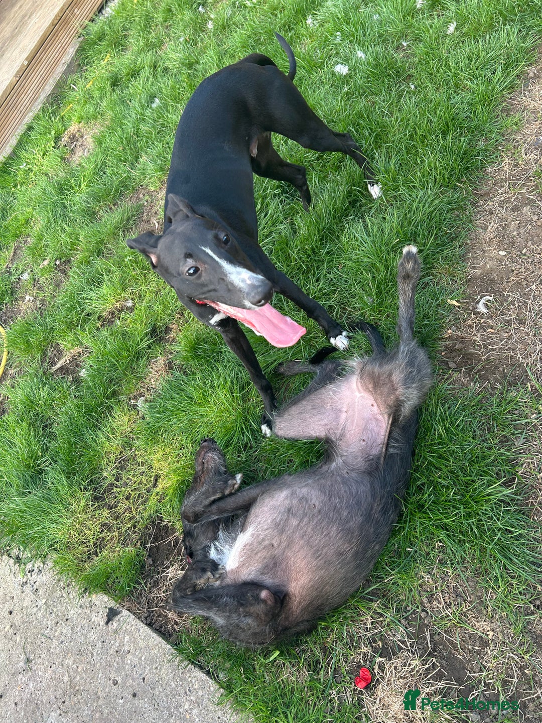 Whippet dogs for sale: Toby , 6 month old whippet  - Image 2