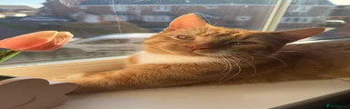 Ginger male 