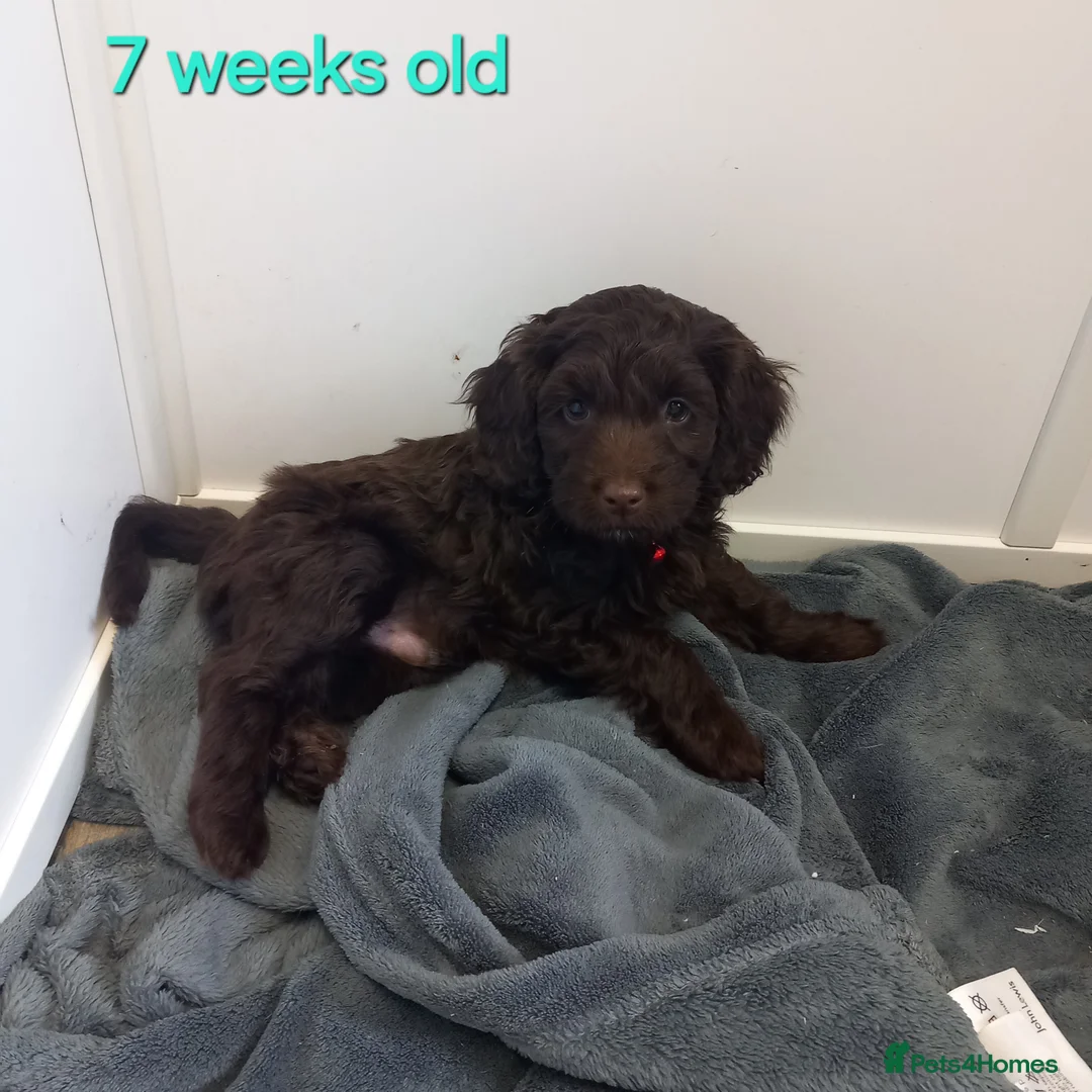 Cockapoo dogs for sale: Last cockapoo puppy left ready now  - Advert 16