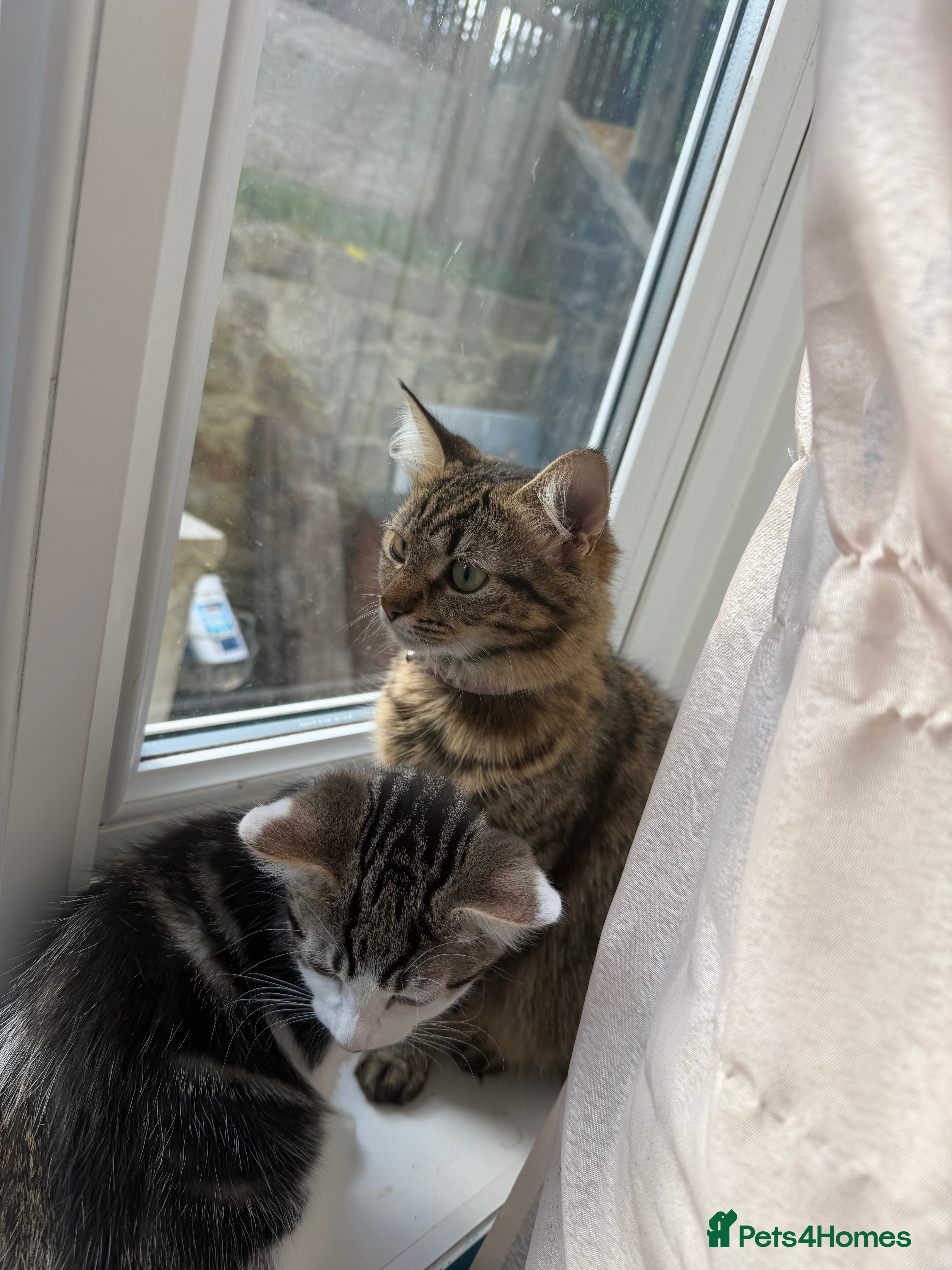 Mixed Breed cats Selling kitten  - Advert 5