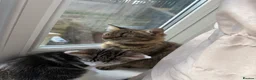 Mixed Breed cats for sale: Selling kitten  - Advert 1