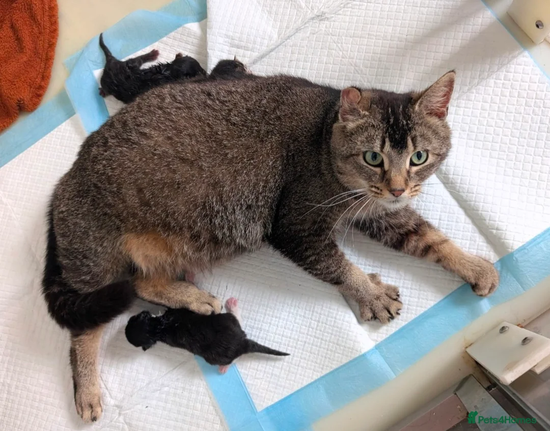 British Shorthair cats for sale: Beautiful British Shorthair Kittens – Ready Soon - Advert 1