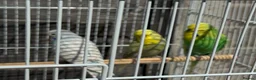 Budgerigars birds for sale: 10 Budgies - Advert 2