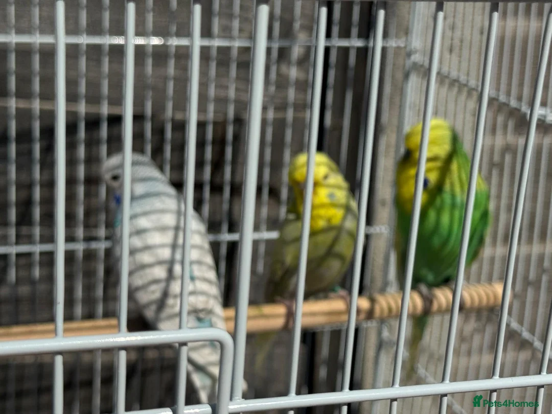 Budgerigars birds for sale: 10 Budgies - Advert 2