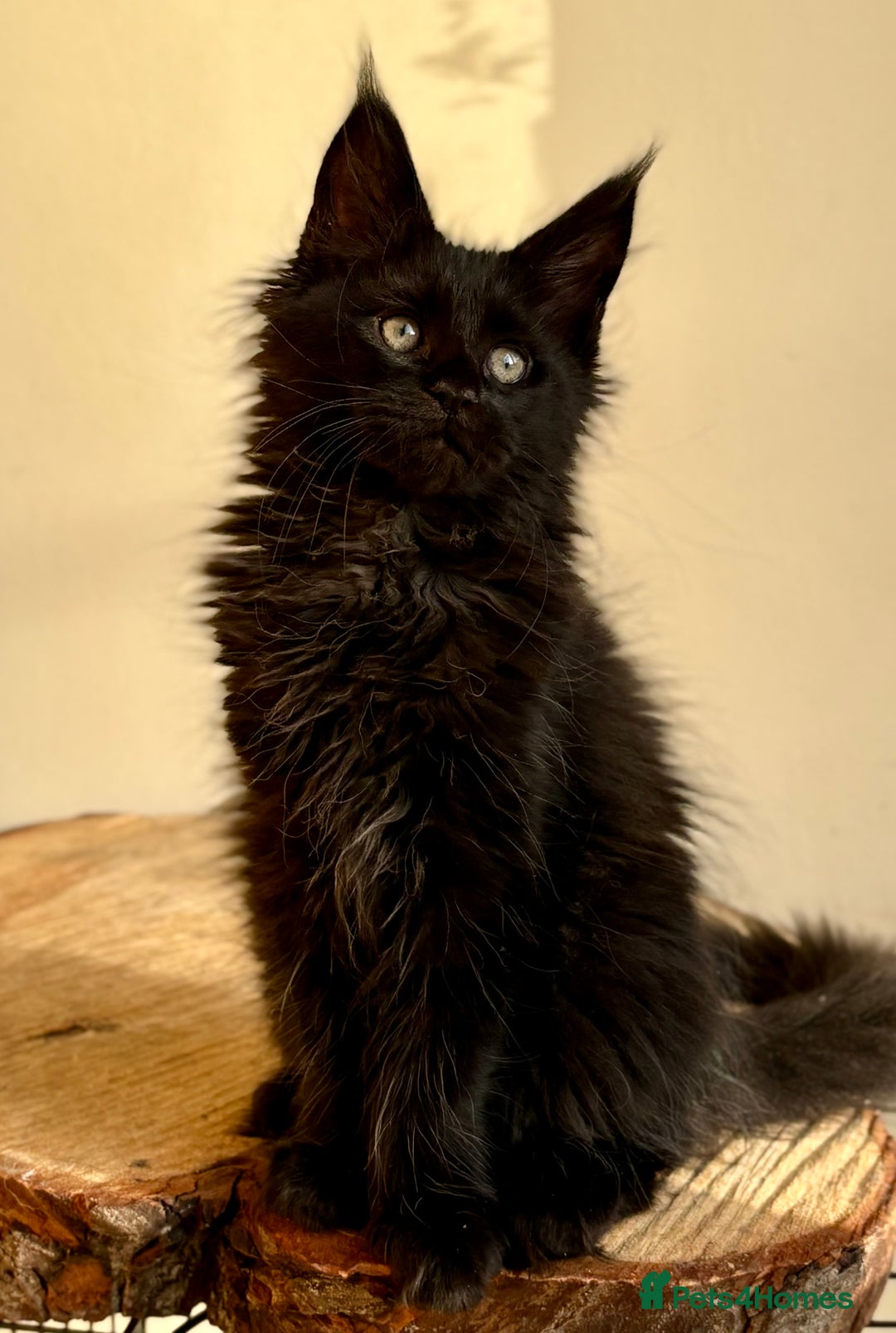 Maine Coon cats for sale: Beautiful Maine coon kittens - Advert 7