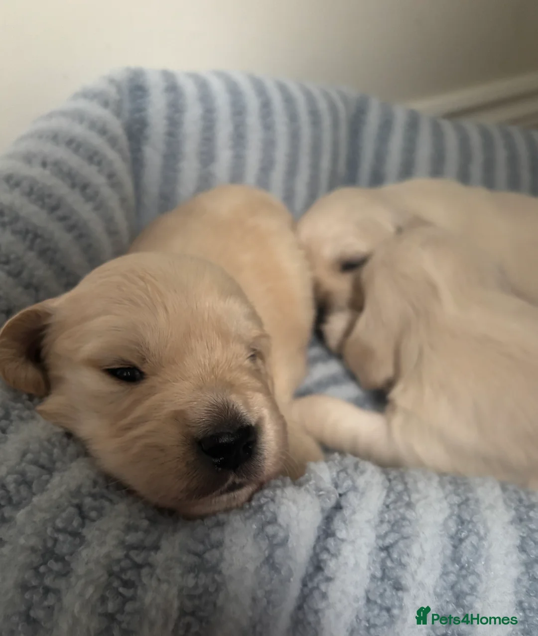 Golden Retriever dogs for sale: *2 left* gorgeous golden retrievers  - Advert 8
