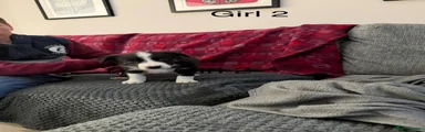 Border Collie 2
